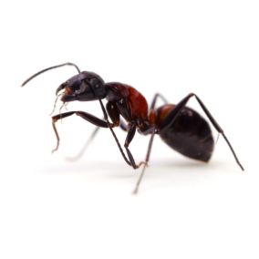 black ant