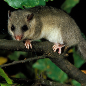 glis glis