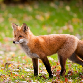 fox