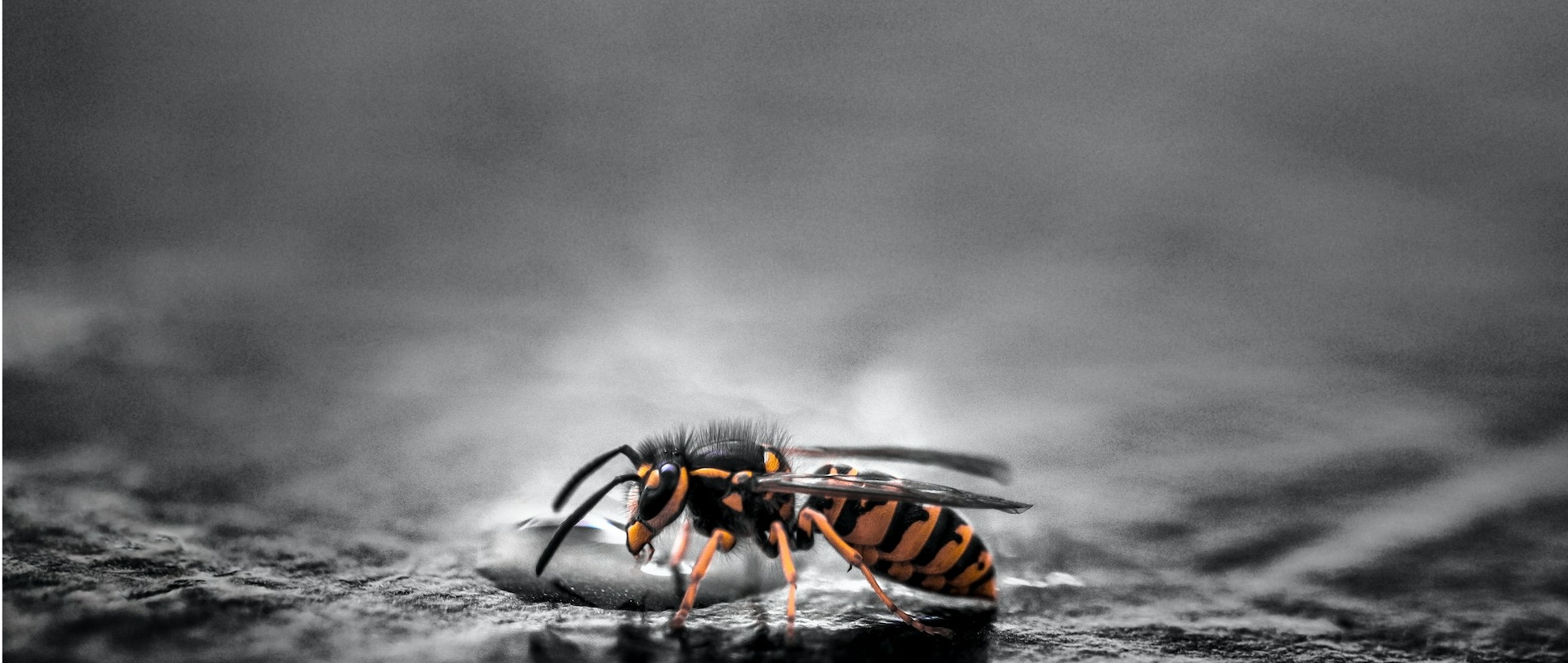 Macro Wasp Pest and Property Solutions