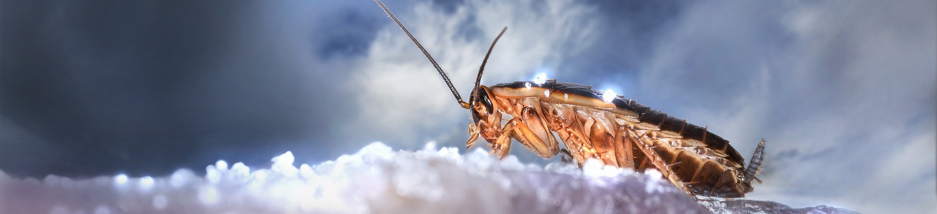 Macro Cockroach Pest and Property Solutions
