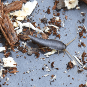 silverfish