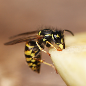 wasp