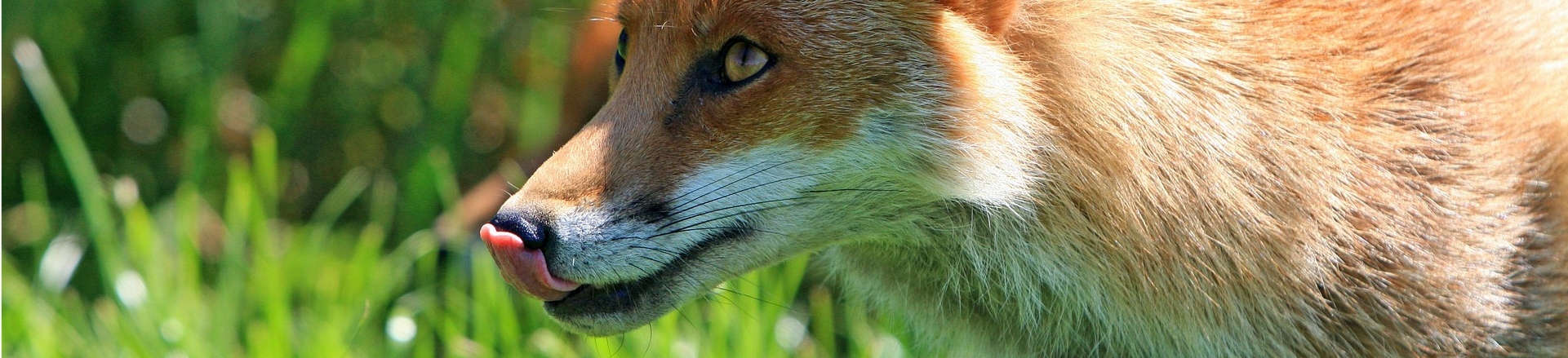 Fox Wildlife Control Pest and Property Solutions