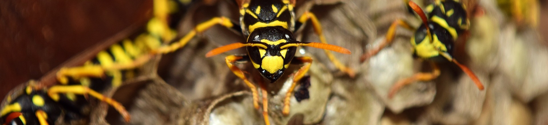 Wasp Pest and Property Solutions