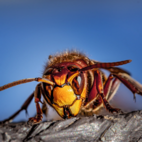 hornet