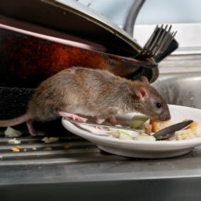 rat