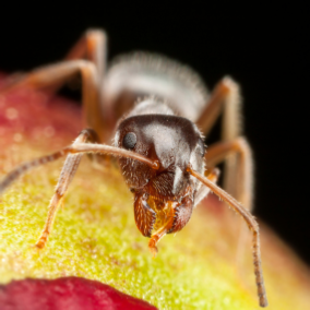 pharaoh ant