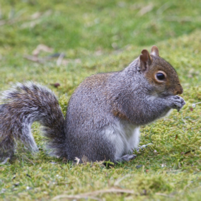 squirrel
