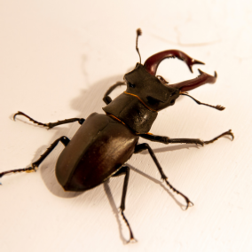 beetle