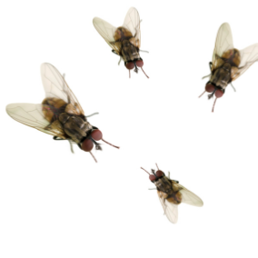 cluster fly