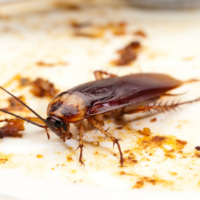 cockroach